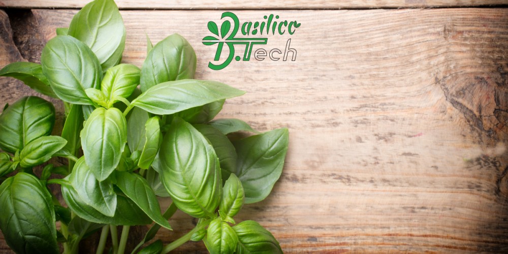 Campagna equity crowdfunding Basilico.Tech by Azienda Cammelli