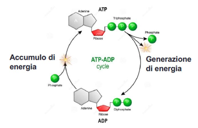 TECNOLOGIA DI BIOMIMESI